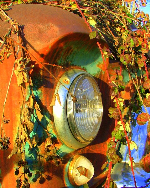Vines & Rust