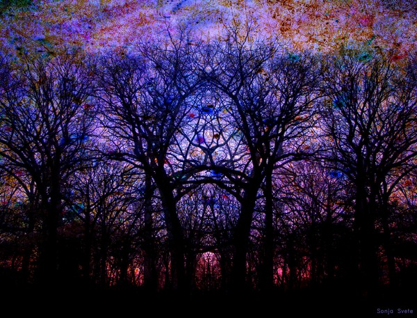 King Stribor's Enchanted Forest