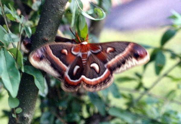 Lunar Moth 4