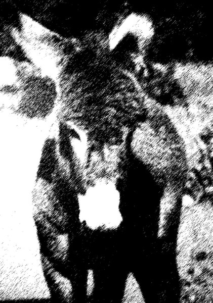burro in SD