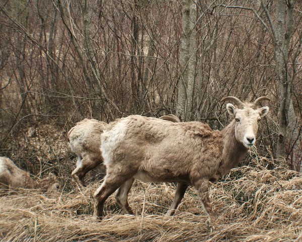 Mountain Goats