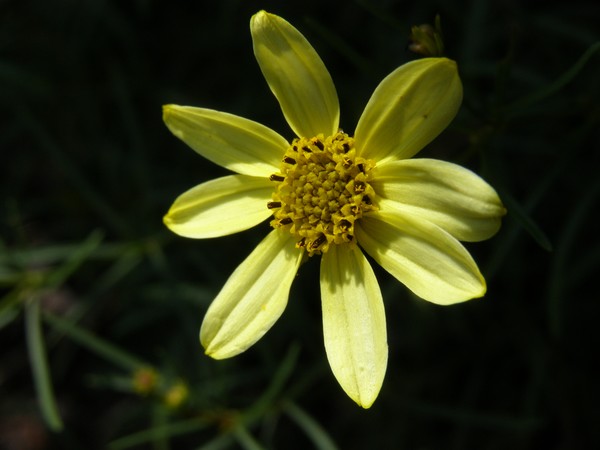 Reflective Star