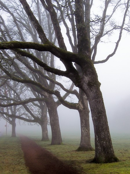 The sentinals
