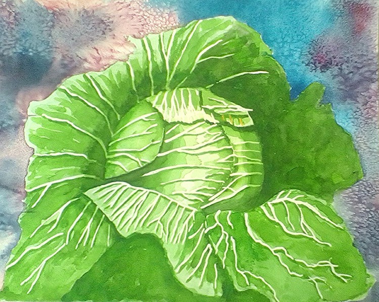 Cabbage