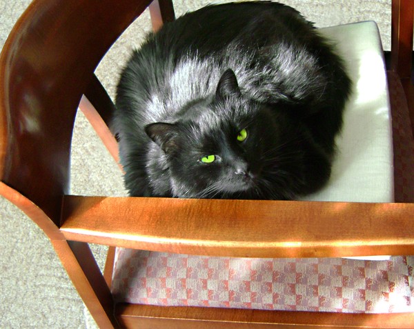 Peking in the new chair...