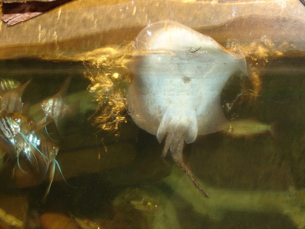 Friendly Stingray