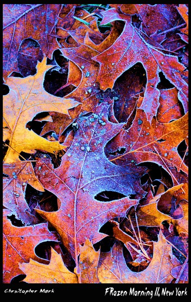 Frosty NY Morning II