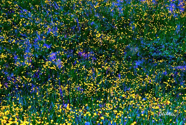 Sunday play !.. Blue and yellow !