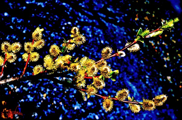  Wonders of spring !