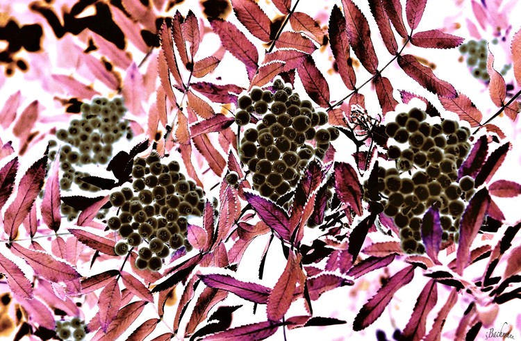 Black berries..