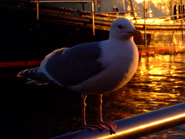 seagull