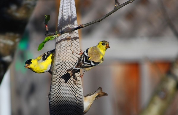 FINCHES FEEDING