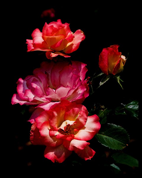 four roses