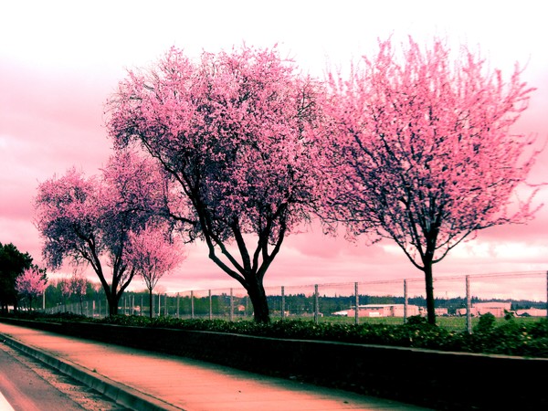 Pink Serenity