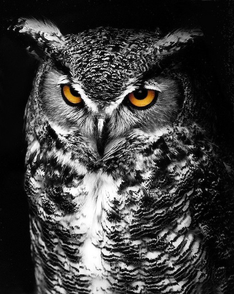 Great Horned Owl handcolored