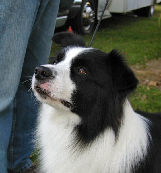 Charlie 2