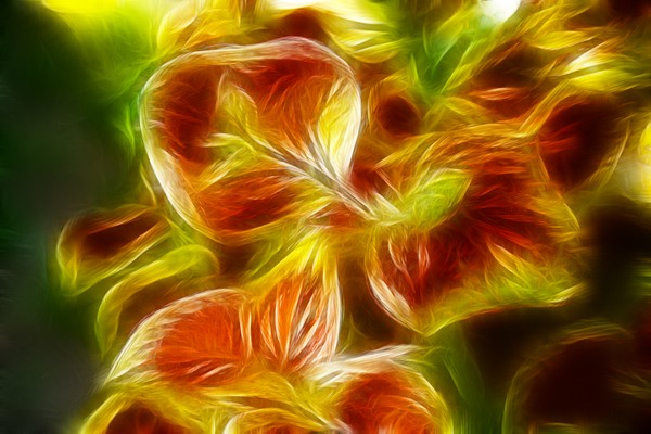 Coleus in Sun