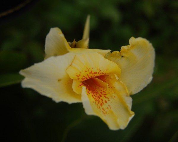 LILY - 3599