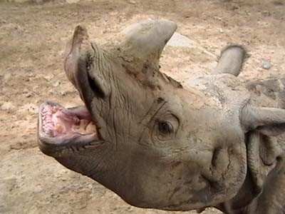 Rhino 