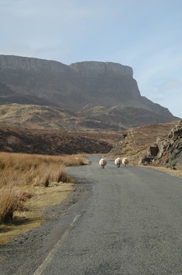 Sheep in the road