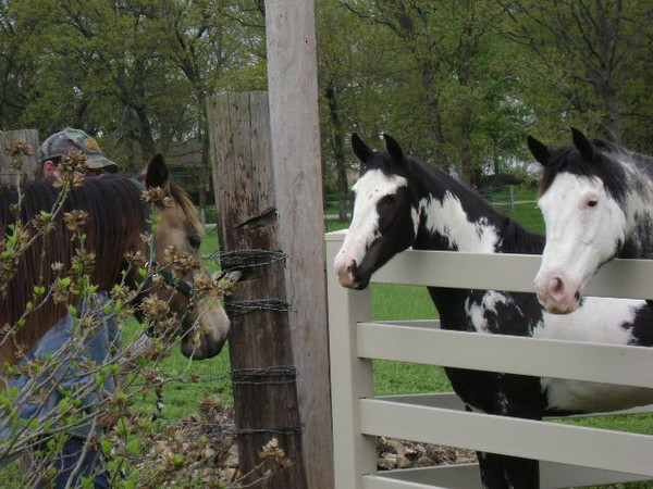 Horses