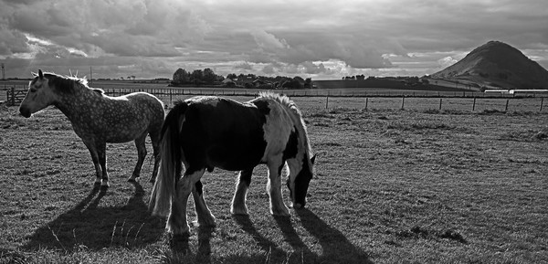 Grazing