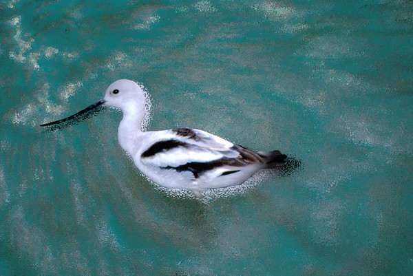 American avocet
