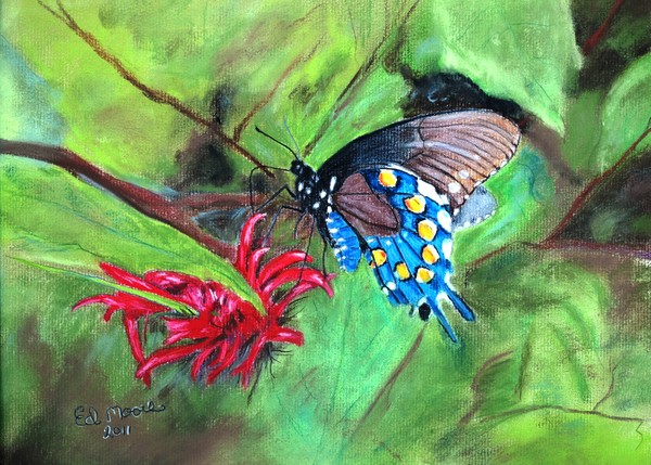 Virginia Butterfly (Pastel)