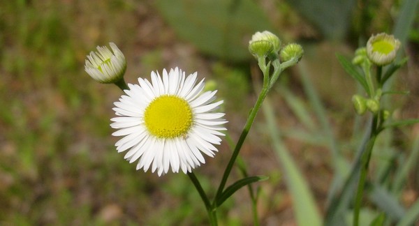 Blooms of Summer, Oxeye Daisy