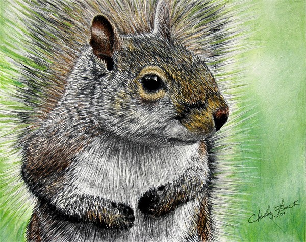 squirrel