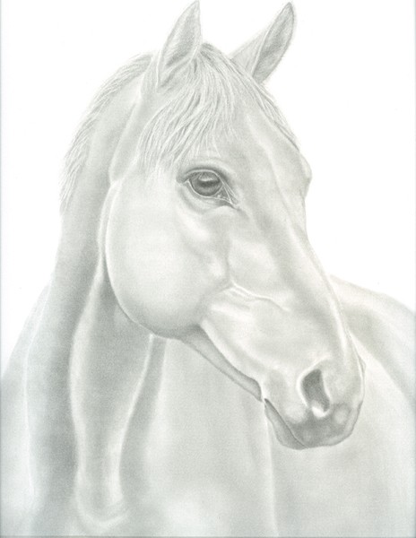 Graphite Portrait of horse