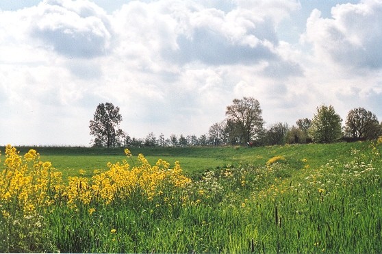 Dutch Spring Polderlandscape