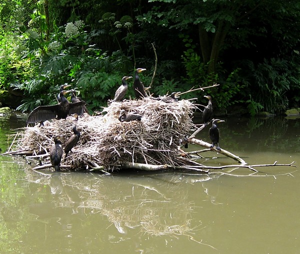 Cormorant's Nest