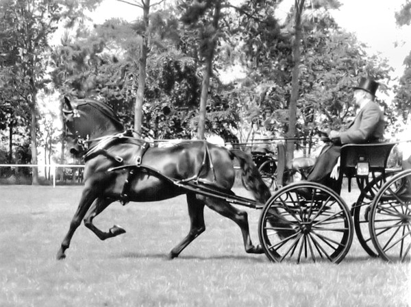 horse and carriage