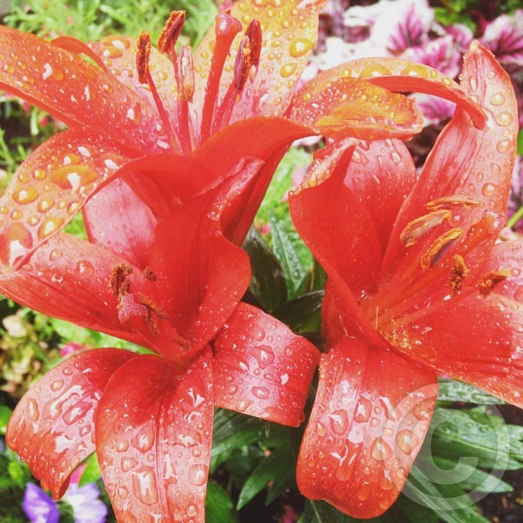 Flowers in the rain