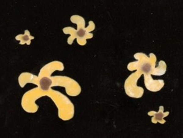 Yellow Splash
