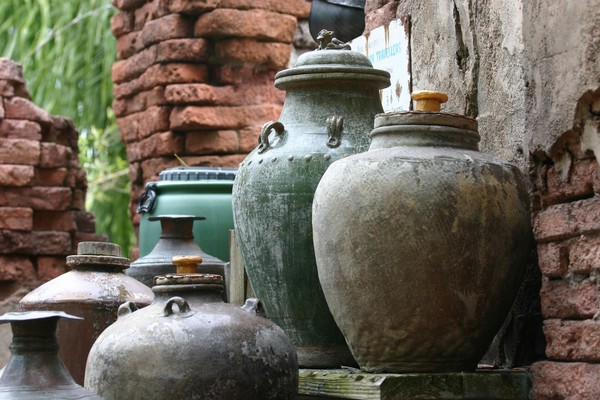 Jungle Jugs