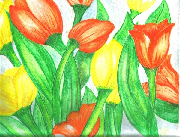 Tulips