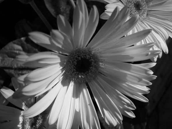 Black and White