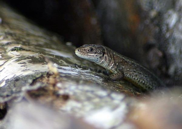 common lizard