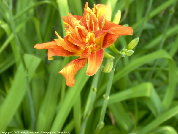 Orange Flower