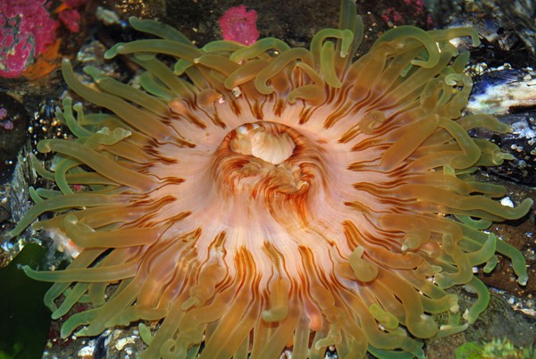 Sea Anemone