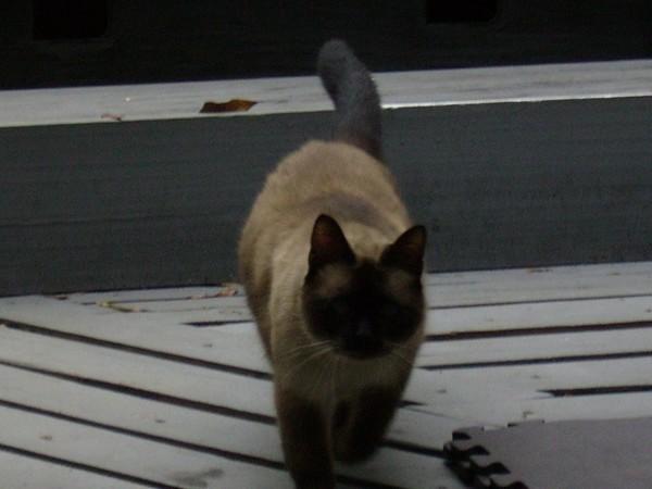 king of the porch