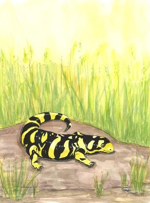Take a gander! I see a salamander