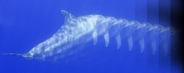 Dolphin Flashback 4617