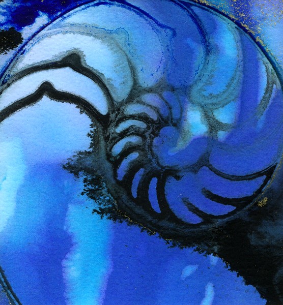 NAUTILUS SHELL 35