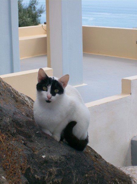 Santorini Cat