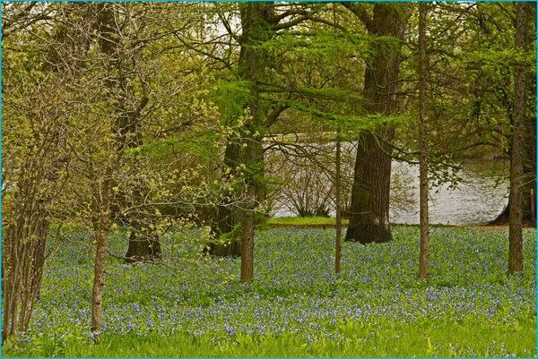 BLUEBELLS AT ARBORETUM