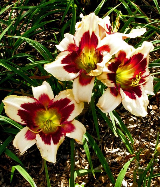 FOR SHARON