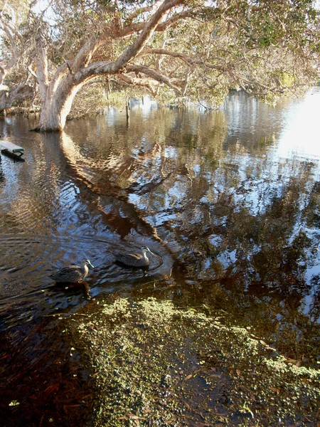 Ti Tree Lake